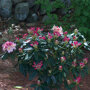 Rhododendron meerkleurig